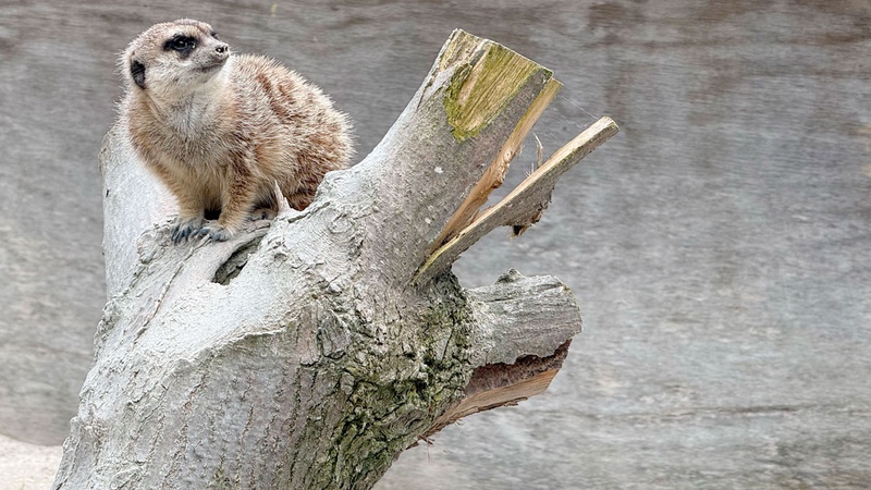  Suricati - Parco Zoo Falconara a Falconara Marittima 